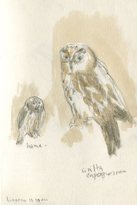 Croquis - Museo di Storia Naturale del Mediterraneo croquis musée Livourne - Croquis - Museo di Storia Naturale del Mediterraneo
